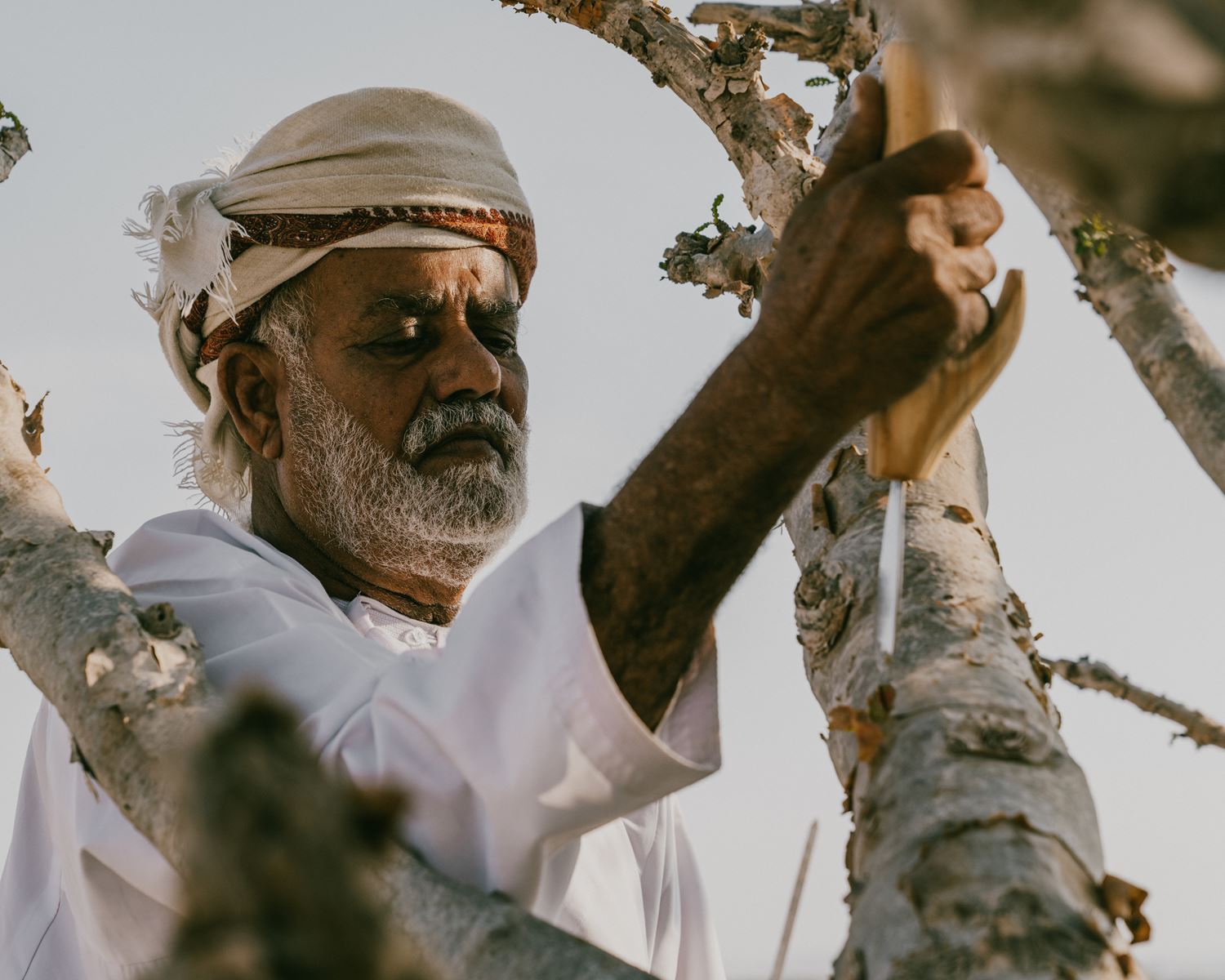 The Scent of Time: Omani Frankincense from Antiquity to Innovation