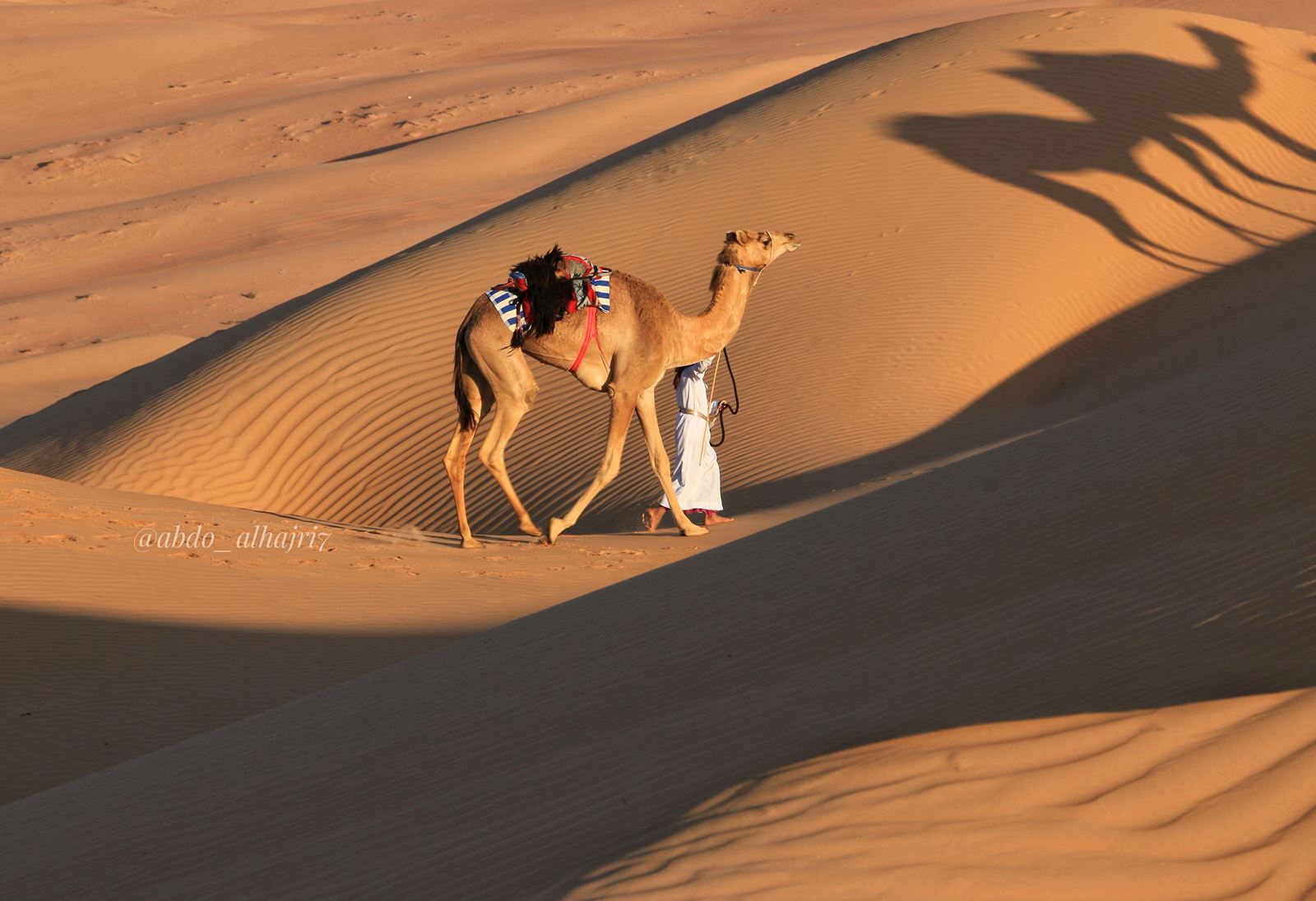 The Camel as a Person