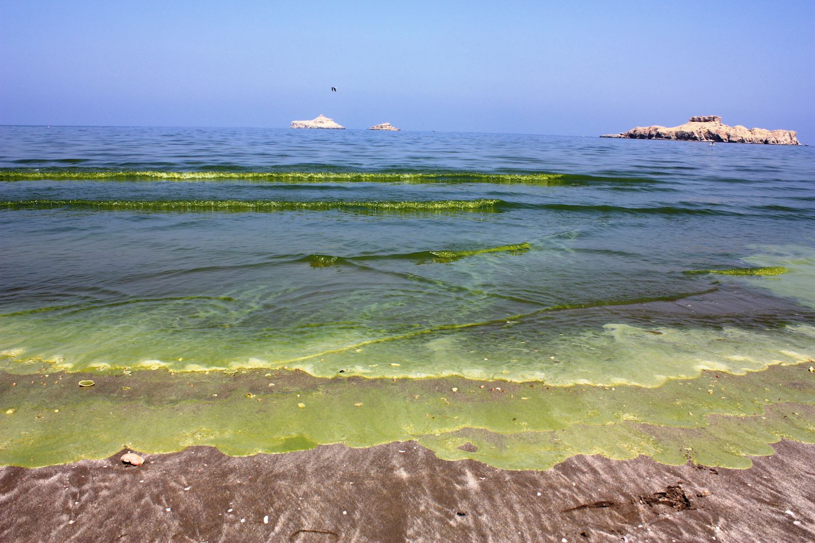 INSIGHT Green Tide in the Sea of Oman